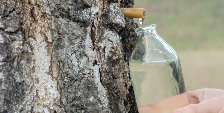 Jak skutecznie pobrać sok z brzozy? Przewodnik po najlepszych metodach i poradach na zbiór