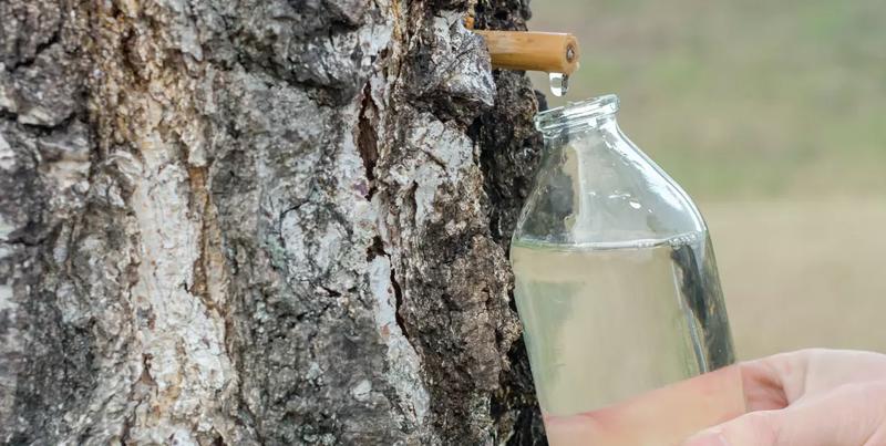 Jak skutecznie pobrać sok z brzozy? Przewodnik po najlepszych metodach i poradach na zbiór